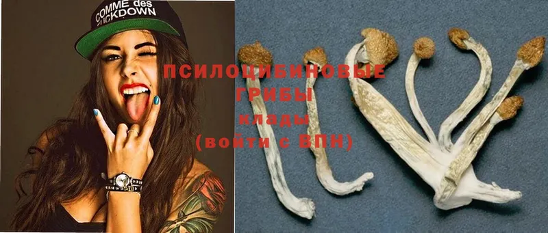 Псилоцибиновые грибы Psilocybine cubensis  omg зеркало  Мурманск 